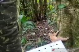 Balai Besar TNGGP lepasliarkan Kukang Jawa ke habitatnya