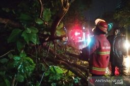 BPBD-DLHK Denpasar tangani pohon tumbang saat hujan