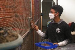 Pelajar SMP di Kota Batu ternak burung berkicau beromzet jutaan rupiah