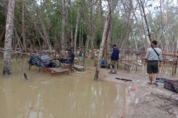 Polres Bangka Barat kembali tertibkan aktivitas tambang liar Belolaut