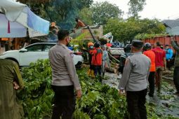 Puluhan pohon tumbang di Kota Semarang akibat cuaca ekstrem