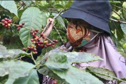 LPEI gencar kembangkan desa devisa menyusul permintaan kopi membaik