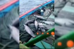 Jadi tersangka, nakhoda KM Restu mengaku iseng videokan lumba-lumba tangkapan