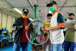 Hong Kong jadi pasar utama ekspor kerapu hidup dari Belitung