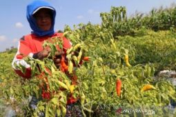 Tabalong receives govt fund to develop tiung bird's eye chili