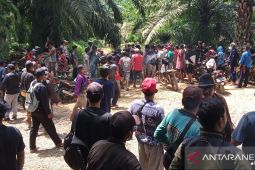 Ratusan warga tutup jalan perusahaan sawit di Mukomuko