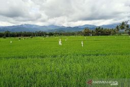 Pemkab Parimo:  Alih fungsi lahan turunkan produktivitas pertanian