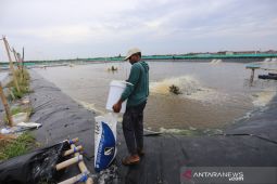 Target produksi perikanan budidaya