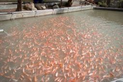 Mitra binaan Pertamina ternak ikan sambil berbisnis kuliner dan ekowisata