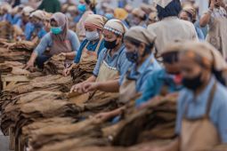 PTPN X targetkan produksi tembakau pada 2022 meningkat 16 persen