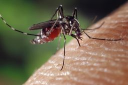 Waspadai penyakit dengue jika demam sulit turun
