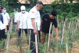 Wakil Bupati Pringsewu meninjau hasil panen cabai organik