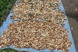 Bupati Tanjabtim ajak BUMN bantu kembangkan briket sabut pinang