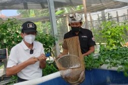 Senator Pastika ajak masyarakat Bali ambil peluang 12,5 ton lele perhari