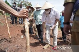 Kacang koro pedang bisa jadi alternatif pengganti kedelai, kata Teten