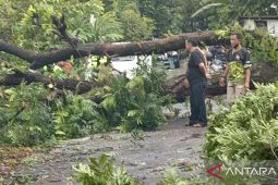 BMKG: Pohon tumbang dan reklame roboh akibat cuaca ekstrem La Lina