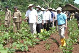 Menteri sebut kacang koro dapat jadi pengganti kedelai hingga 60 persen