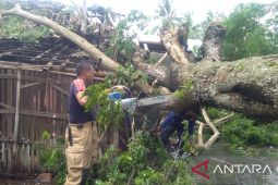 BPBD Kabupaten Tangerang evakuasi pohon tumbang yang menimpa rumah warga