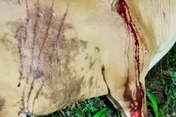 Rabu dini hari, harimau kembali mangsa sapi warga Mukomuko