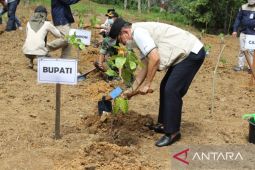 Meratus Mountains planted with 10 hectares of coffee