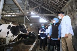 Jatim pertahankan posisi sentra produksi susu sapi tertinggi nasional