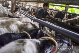 Peternak kambing rakyat