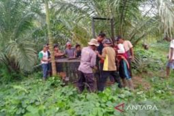 BKSDA berupaya menangkap harimau penyerang ternak di Mukomuko