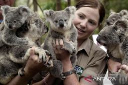 Australia tambah anggaran  untuk lindungi koala