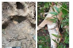 Warga Batu Katak Bahorok Langkat dikejutkan adanya harimau memangsa lembu warga