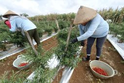 Harga cabai merah Rp10.000/kg