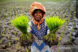 Program peningkatan produksi padi nasional