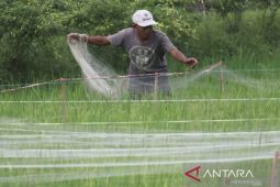 Petrokimia Gresik minta petani waspada ancaman hama akibat perubahan iklim