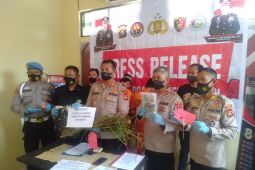 Polisi masih buru pemilik kebun ganja di Sosoh Buay Rayap
