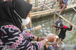 APRI tebar ratusan ribu benih rajungan di Jateng dan Jatim untuk jaga kelestarian