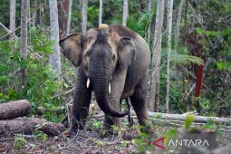 BKSDA Jambi berhasil radio tracking seekor gajah Sumatera