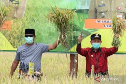 Membangkitkan pertanian Tapin jadi kekuatan ekonomi penyangga IKN Nusantara