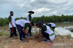 PT Timah tanam 2.500 bibit mangrove di kawasan aliran sungai Pangkalpinang