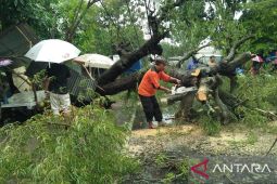 Hujan deras disertai angin kencang landa Pamekasan, sejumlah pohon roboh