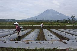 PVMBG: Letusan Gunung Semeru terjadi hampir setiap hari