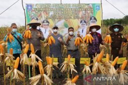 Pemkab Bangka Tengah dorong petani budi dayakan jagung pipil