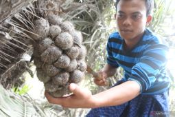 Buah Salak Terdampak Awan Panas Guguran Gunung Semeru