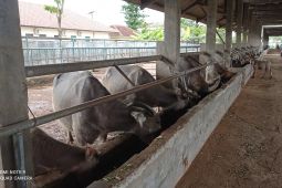 Budi daya kerbau di Lebak masih bersifat tabungan warga