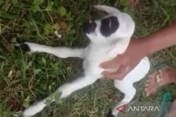 Kelahiran domba abnormal karena kawin sedarah