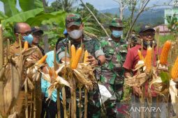 Dandim 0212/TS panen jagung dan penghijauan di demplot TNI