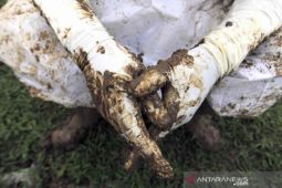 Kematian akibat COVID-19 di Majalengka bertambah 4 orang dalam sehari