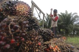 Lahan sawit program PSR di Muara Enim  Sumsel siap dipanen