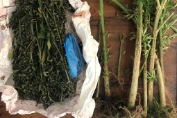 Petugas temukan ganja Rutan Sigli