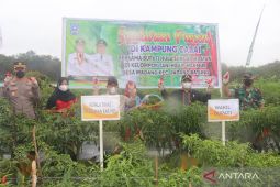 Poktan Hidup Makmur Madang hasilkan ratusan juta dari panen cabai