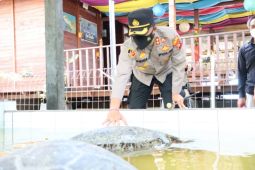BPSPL Denpasar periksa sembilan ekor penyu hasil sitaan polisi