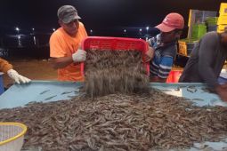 Aceh Tamiang panen perdana 4 ton udang vaname